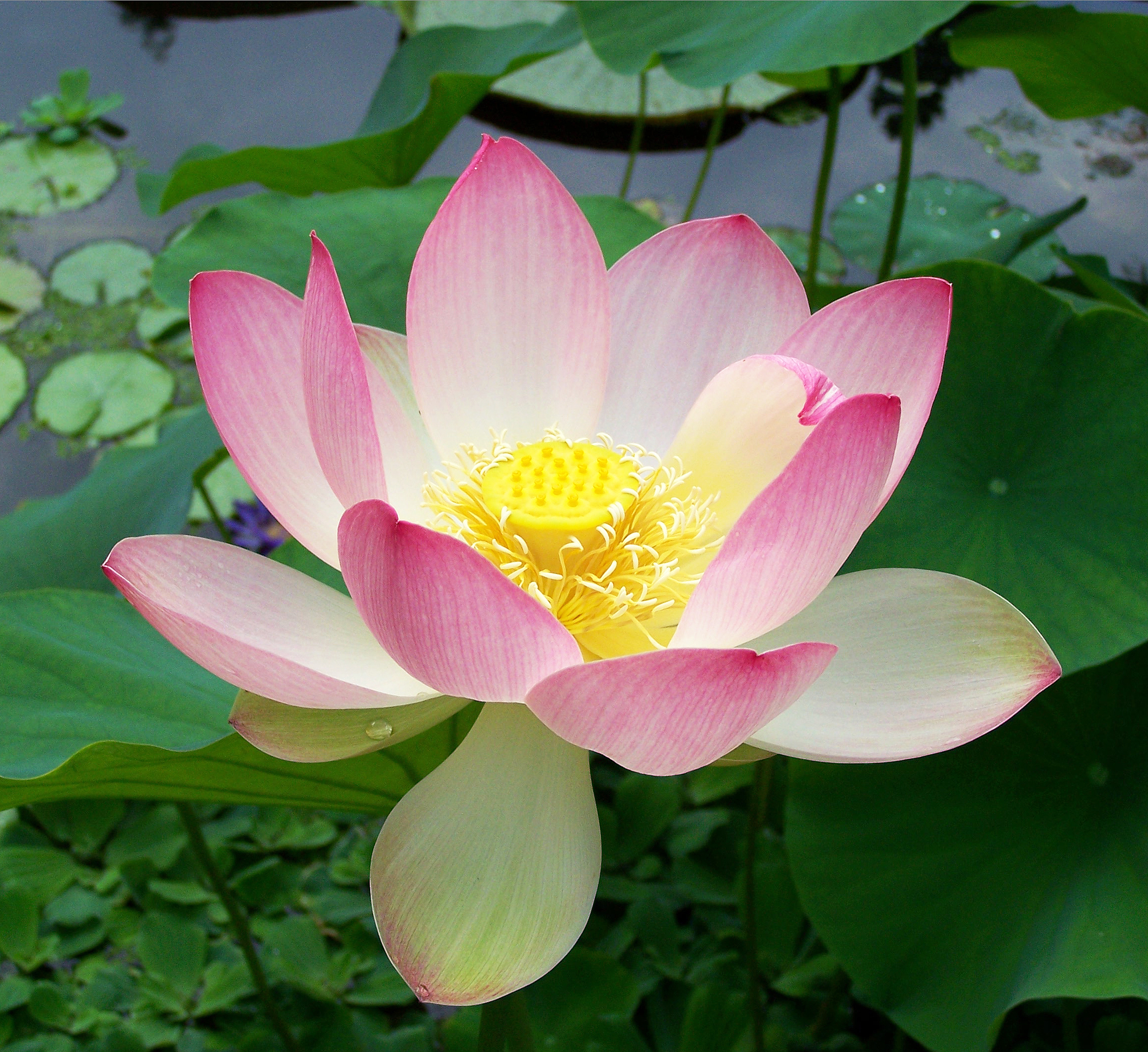 Lotus in soft bloom — a symbol of the Collective’s quiet awakening