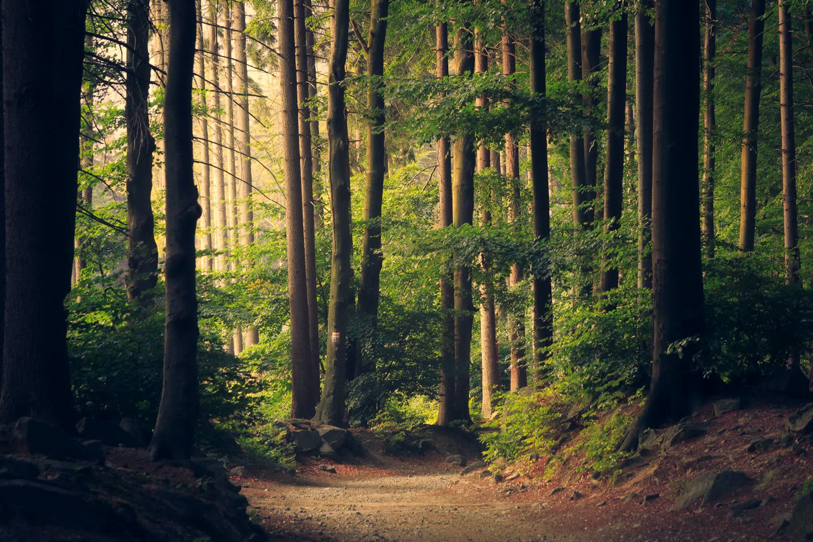 Quiet forest path with warm dappled sunlight through the trees