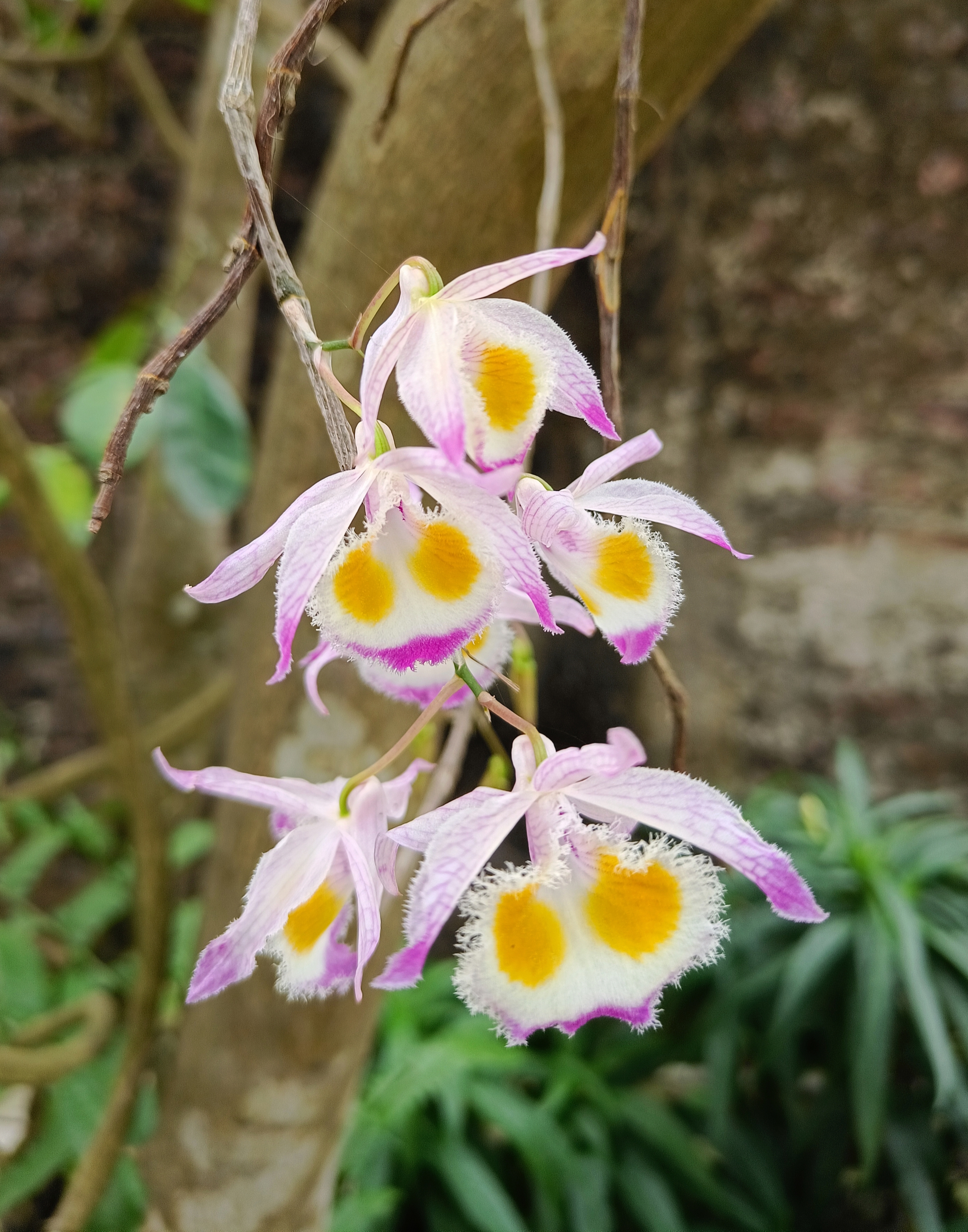 Soft lavender Dendrobium orchids hanging in a quiet Thai jungle light